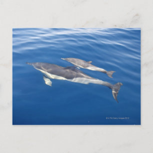 Common Dolphin Briefkaart