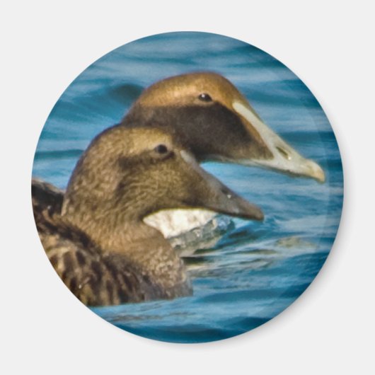 Common Eider Magnet Magneet (Voorkant)