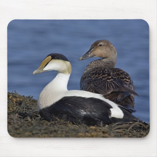 Common Eiders Mousepad Muismat (Voorkant)