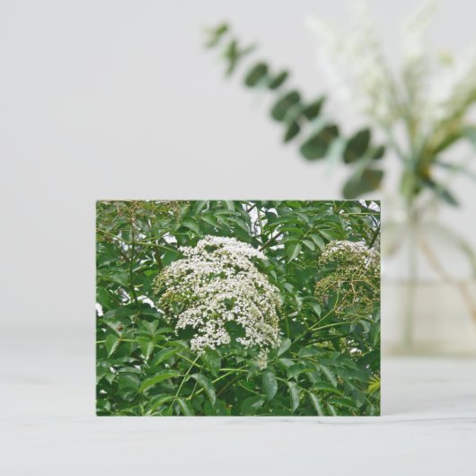 Common Elderberry Coordinating Items Briefkaart (Staand voorkant)
