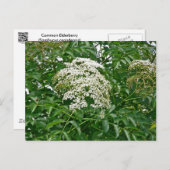 Common Elderberry Coordinating Items Briefkaart (Voorkant / Achterkant)