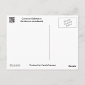 Common Elderberry Coordinating Items Briefkaart (Achterkant)