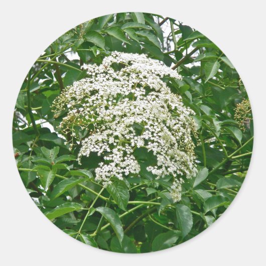 Common Elderberry Coordinating Items Ronde Sticker (Voorkant)