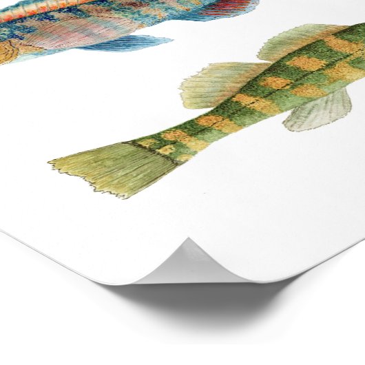 Common Freshwater Darters Poster (Hoek)