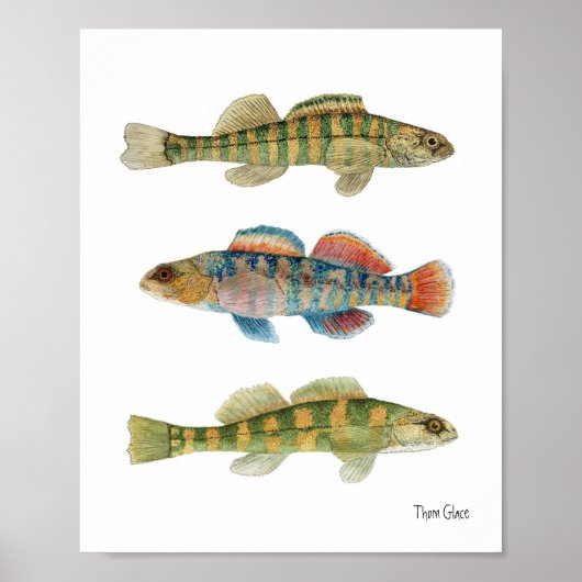 Common Freshwater Darters Poster (Voorkant)