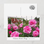 Common Garden Peony Briefkaart (Voorkant / Achterkant)