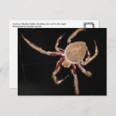 Common Garden Spider Briefkaart (Voorkant / Achterkant)