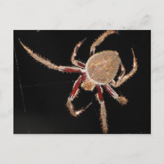 Common Garden Spider Briefkaart