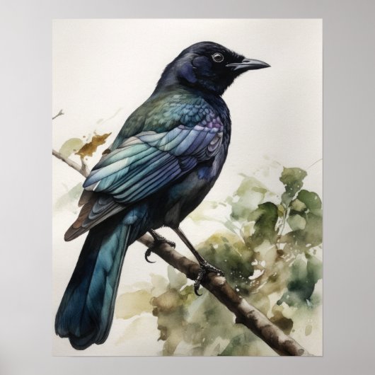 Common Grackle Bird Art Print Poster (Voorkant)