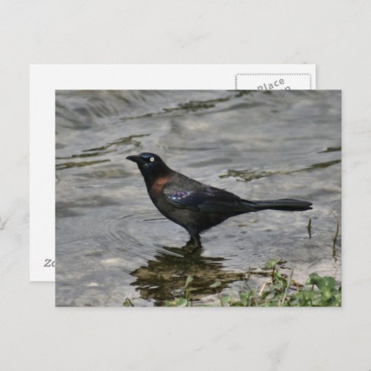 Common Grackle Bird Photo Briefkaart (Voorkant / Achterkant)