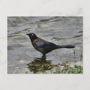 Common Grackle Bird Photo Briefkaart
