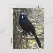 Common grackle briefkaart (Voorkant / Achterkant)