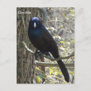 Common grackle briefkaart