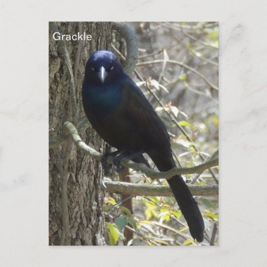 Common grackle briefkaart (Voorkant)