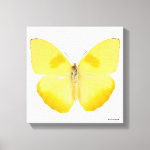 Common Grass Yellow Butterfly Canvas Afdruk