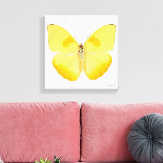 Common Grass Yellow Butterfly Canvas Afdruk (Insitu (Woonkamer))