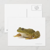 Common Green Frog Briefkaart (Voorkant / Achterkant)