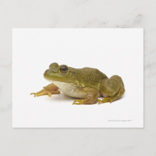 Common Green Frog Briefkaart (Voorkant)