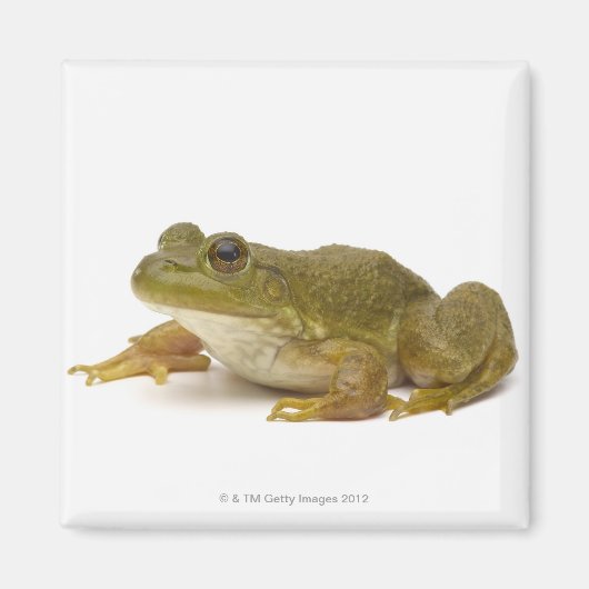Common Green Frog Magneet (Voorkant)