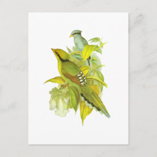 Common Green Magpie Briefkaart