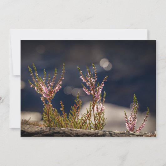 Common Heather Natuur Photo Card (Voorkant)
