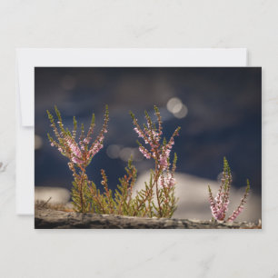 Common Heather Natuur Photo Card