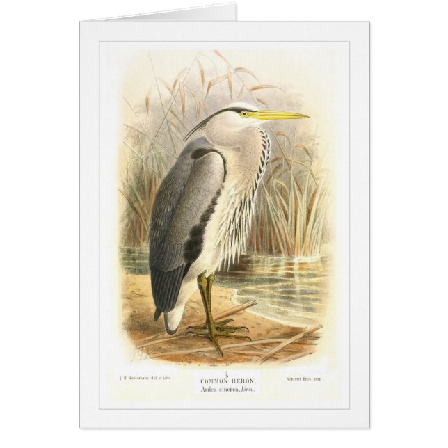 Common Heron (Voorkant)