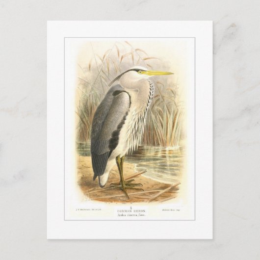 Common Heron Briefkaart (Voorkant)
