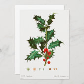 Common Holly Kerstmis Kaart (Voorkant / Achterkant)