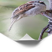 Common House Sparrow in Tree Photography Print Foto Afdruk (Hoek)