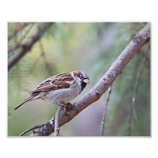 Common House Sparrow in Tree Photography Print Foto Afdruk (Voorkant)