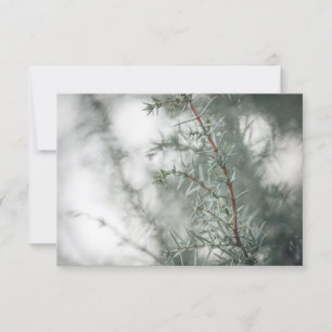 Common Juniper Natuur Foto