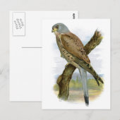 Common Kestrel - Falco tinnunculus Briefkaart (Voorkant / Achterkant)