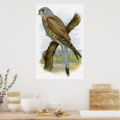 Common Kestrel - Falco tinnunculus Poster (Keuken)