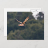 Common Kestrel hovering op zoek naar prooi Briefkaart (Voorkant / Achterkant)