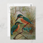 Common Kingfisher  Bird Illustration Briefkaart (Voorkant / Achterkant)