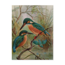 Common Kingfisher Bird Illustration