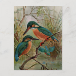 Common Kingfisher  Bird Illustration Briefkaart