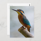 Common Kingfisher Briefkaart (Voorkant / Achterkant)