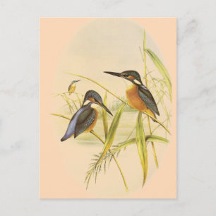 Common Kingfisher Briefkaart