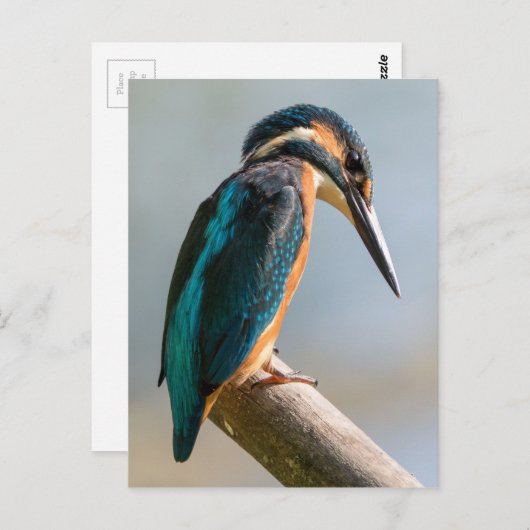 Common Kingfisher Briefkaart (Voorkant / Achterkant)