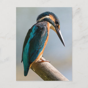 Common Kingfisher Briefkaart