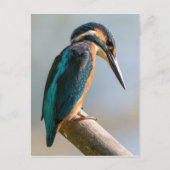 Common Kingfisher Briefkaart (Voorkant)