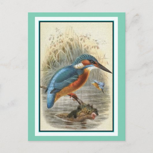 Common Kingfisher Illustratie Briefkaart (Voorkant)