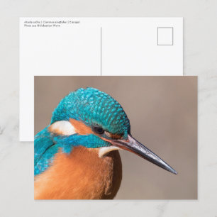 Common Kingfisher Natuur Foto Briefkaart