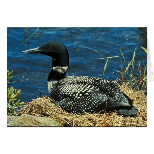 Common Loon (Voorkant Horizontaal)