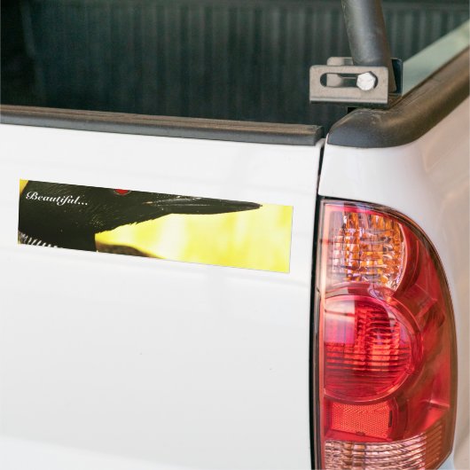 Common Loon Bumpersticker (Op Truck)