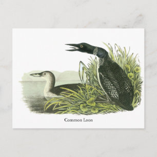 Common Loon, John Audubon Briefkaart
