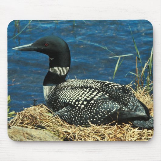 Common Loon Muismat (Voorkant)