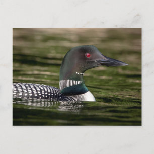 Common Loon on Jabe Pond Briefkaart